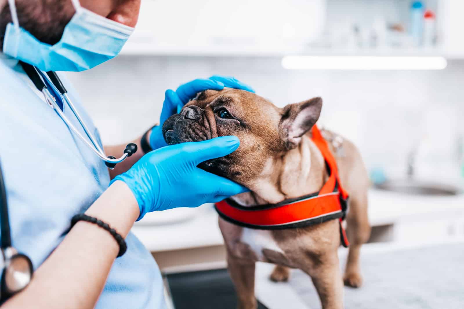 french bulldog at the vet