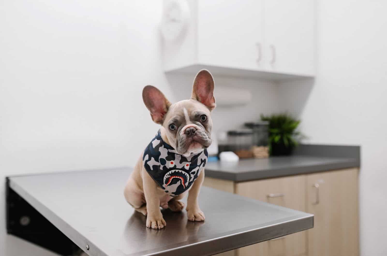 french bulldog at the vet