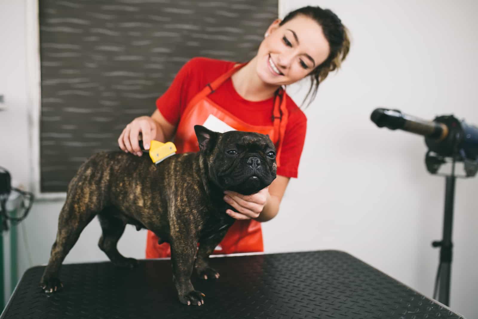 french bulldog being groomed at a salon