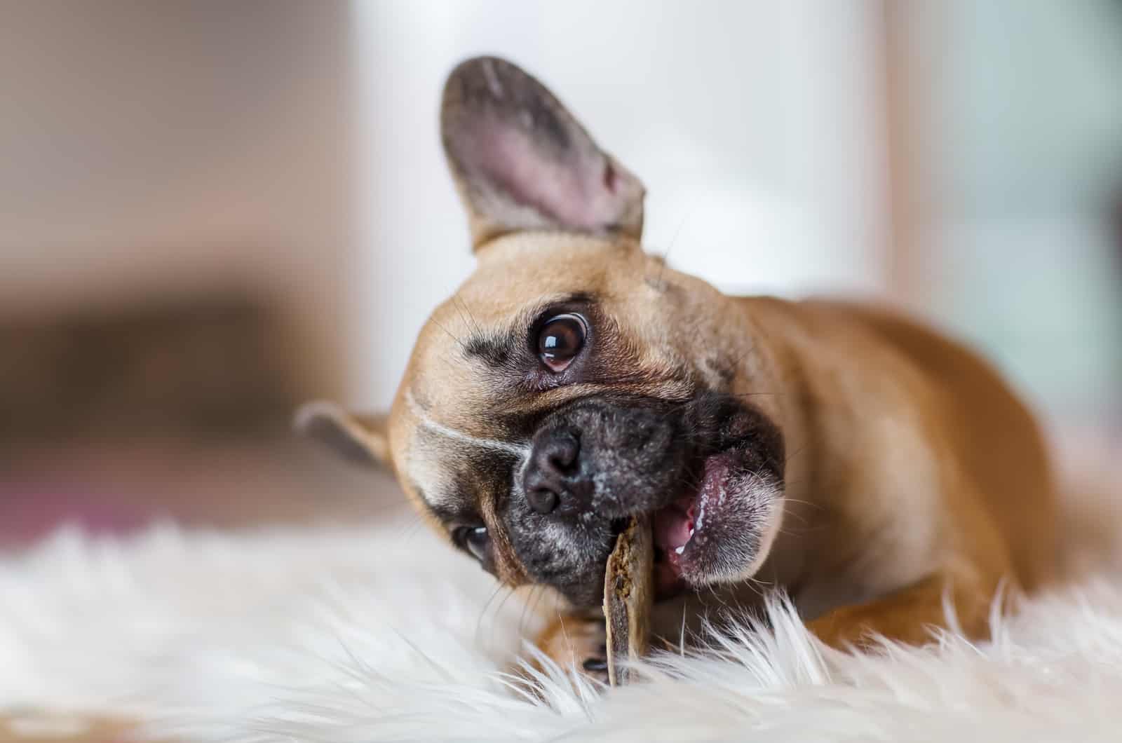 french bulldog eating a snack