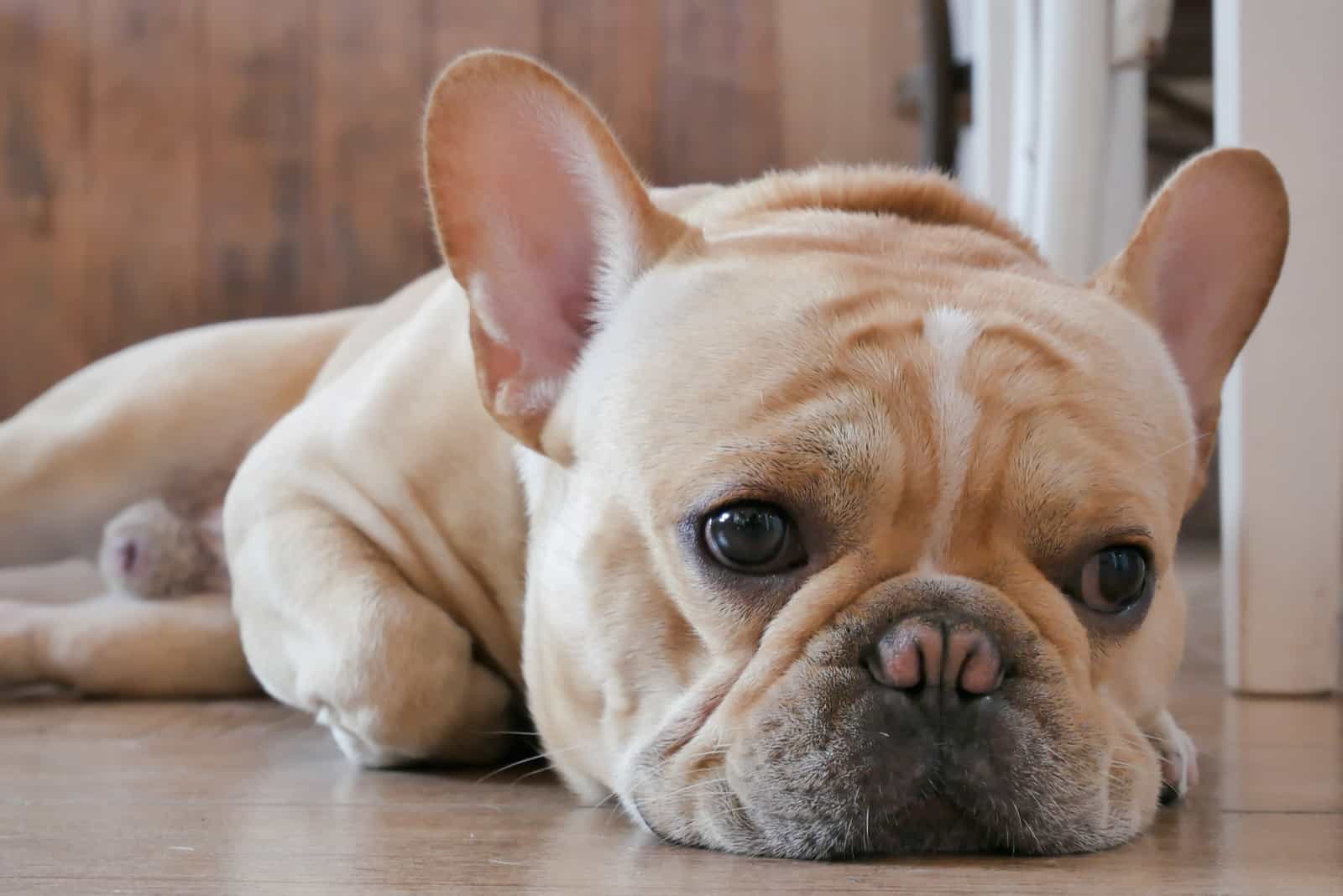 french bulldog feeling boring