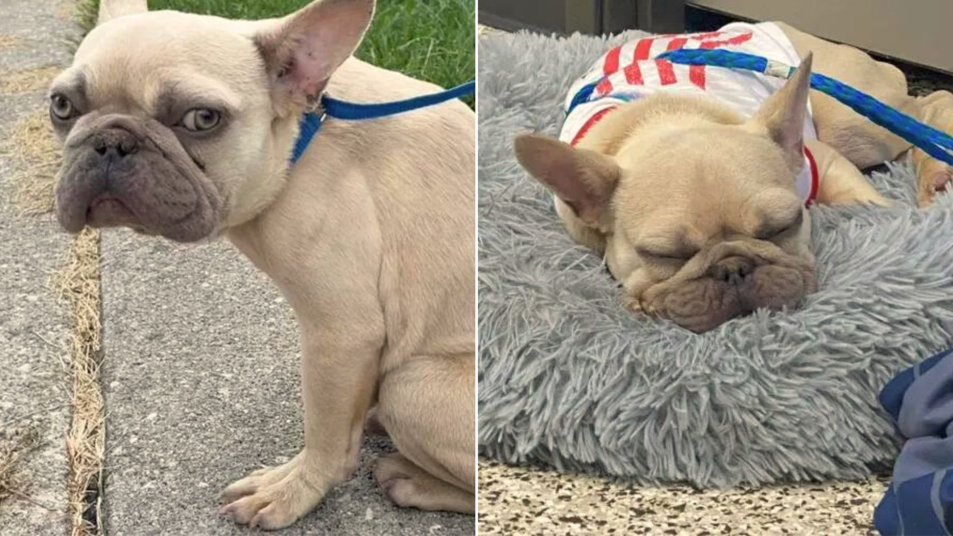 French Bulldog Found In A Dumpster Had To Be Rushed To The Hospital Due To His Condition