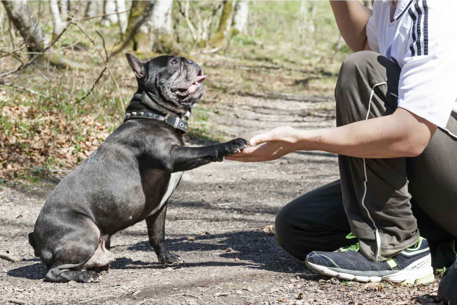 French bulldog giving a paw