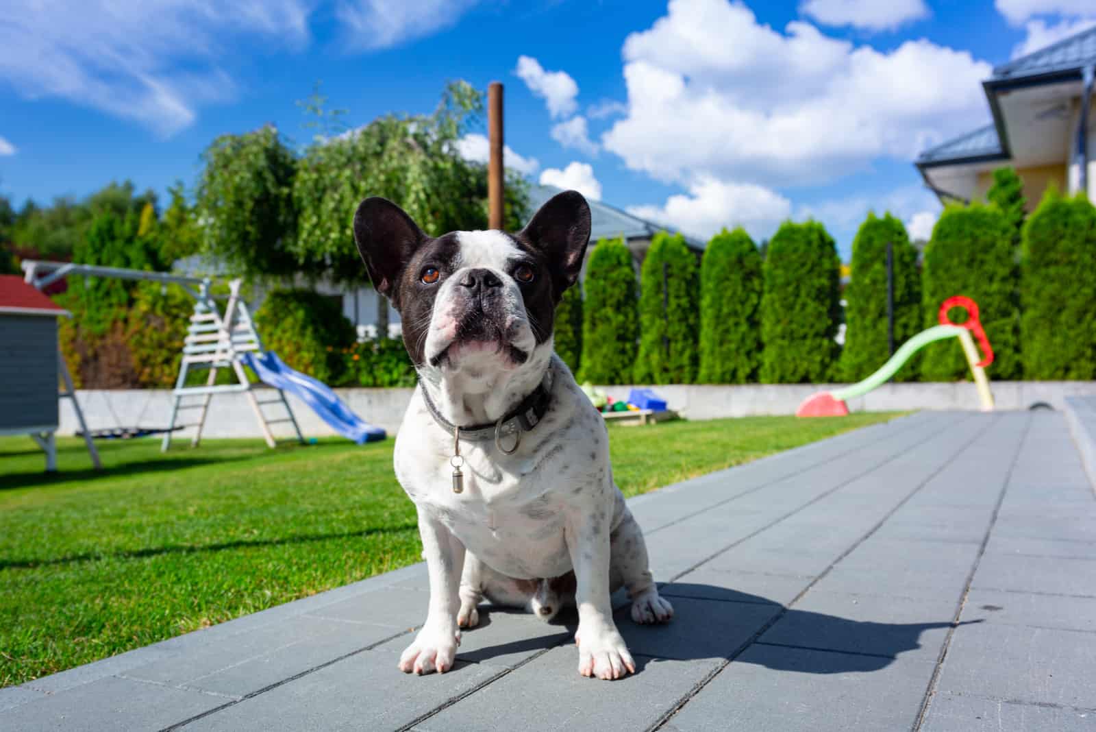 French Bulldog is resting in a sunny garden with a green lawn