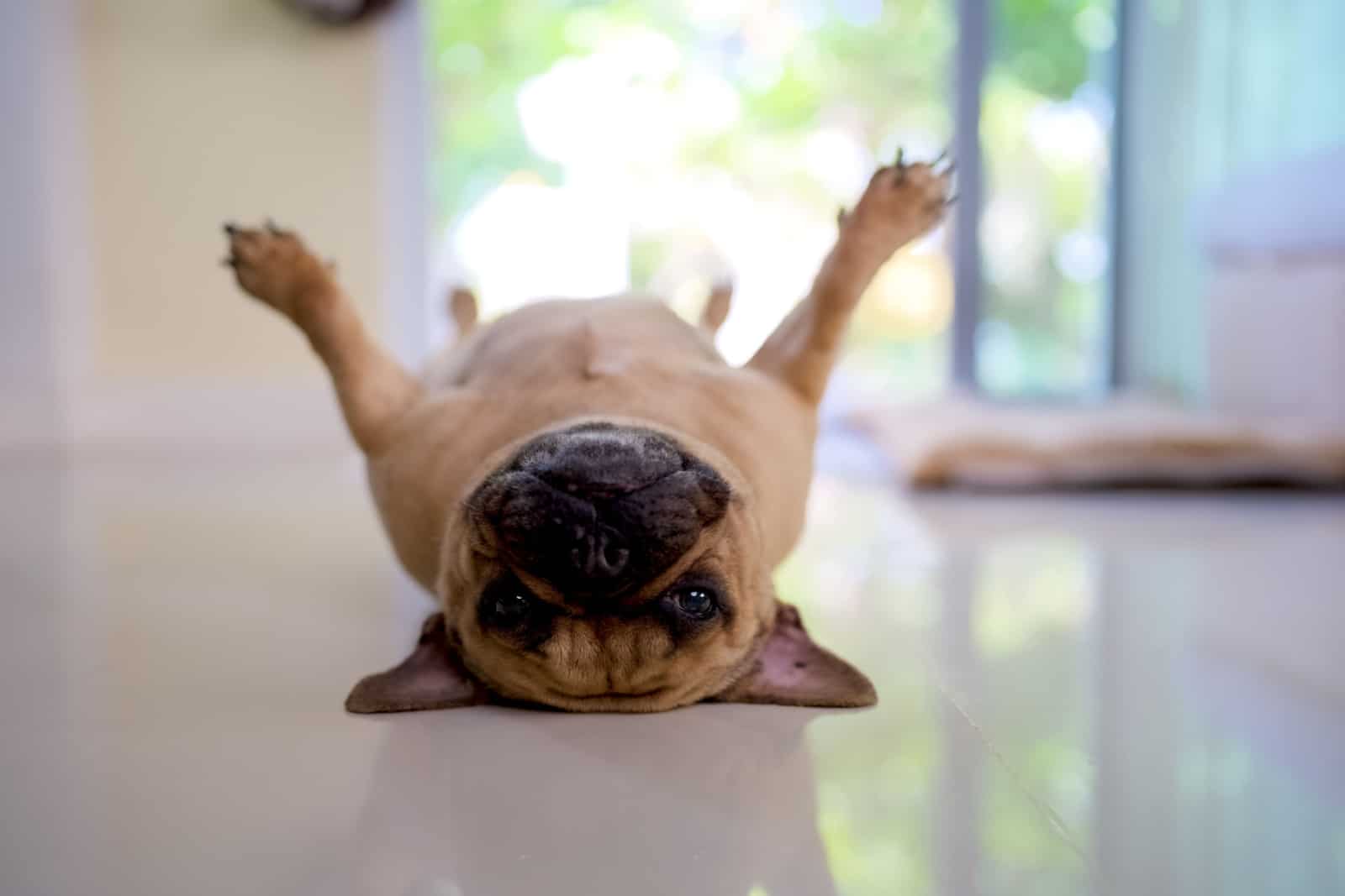 French bulldog laying on back indoor.