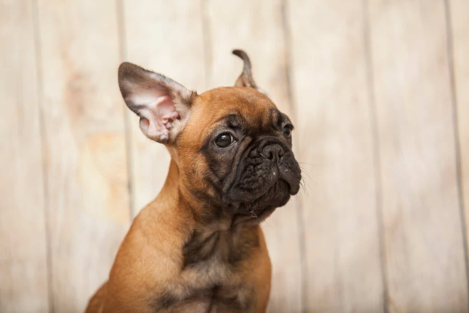 French Bulldog looking away