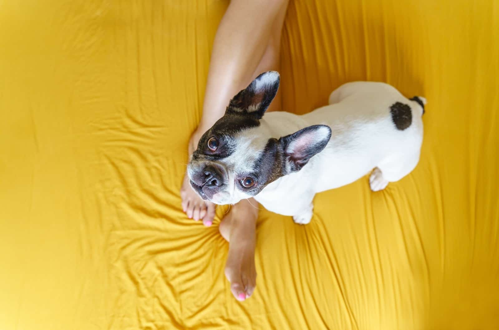 French Bulldog looking up