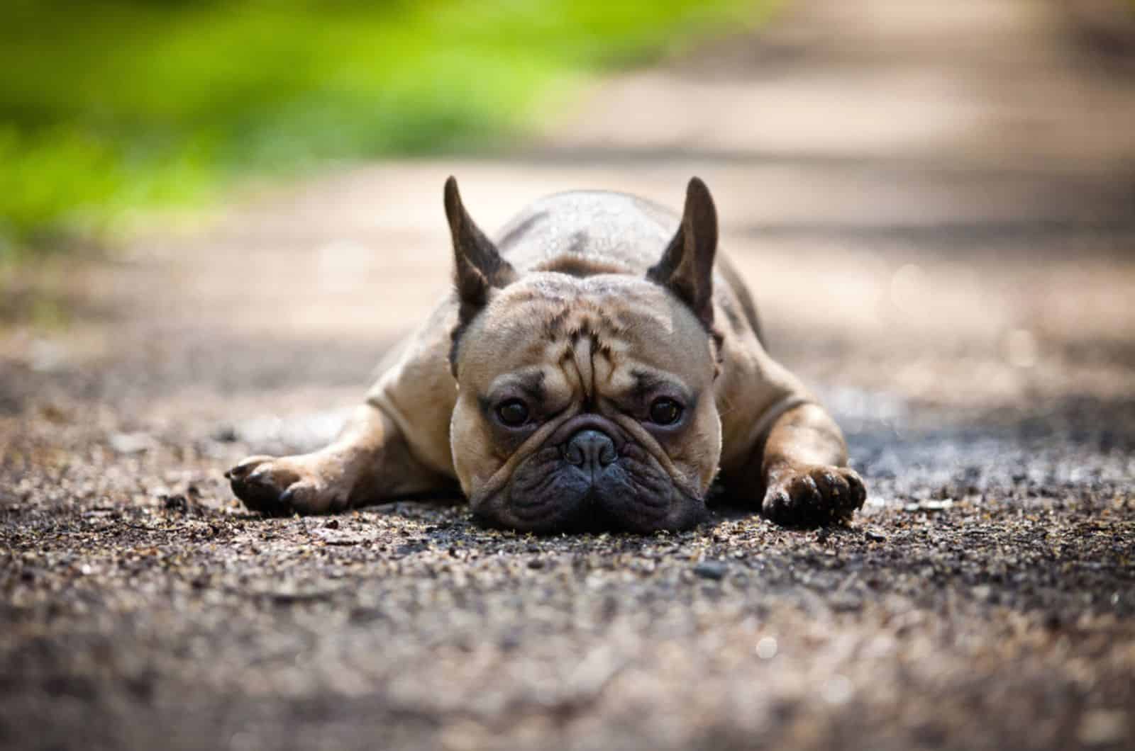 french bulldog lying down on the road