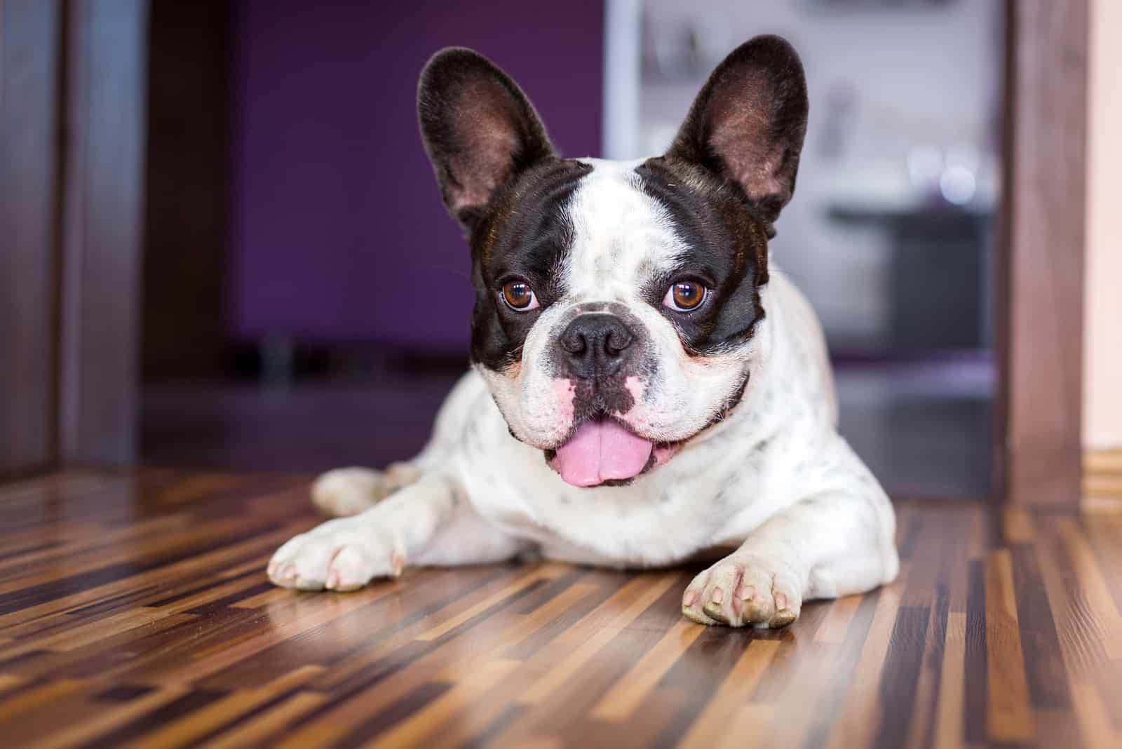 French bulldog lying on the floor