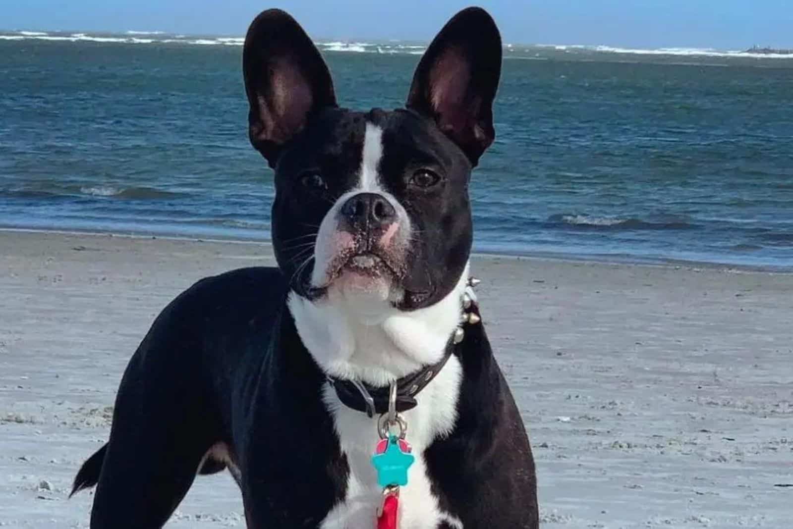 French Bulldog mixed with a Pitbull