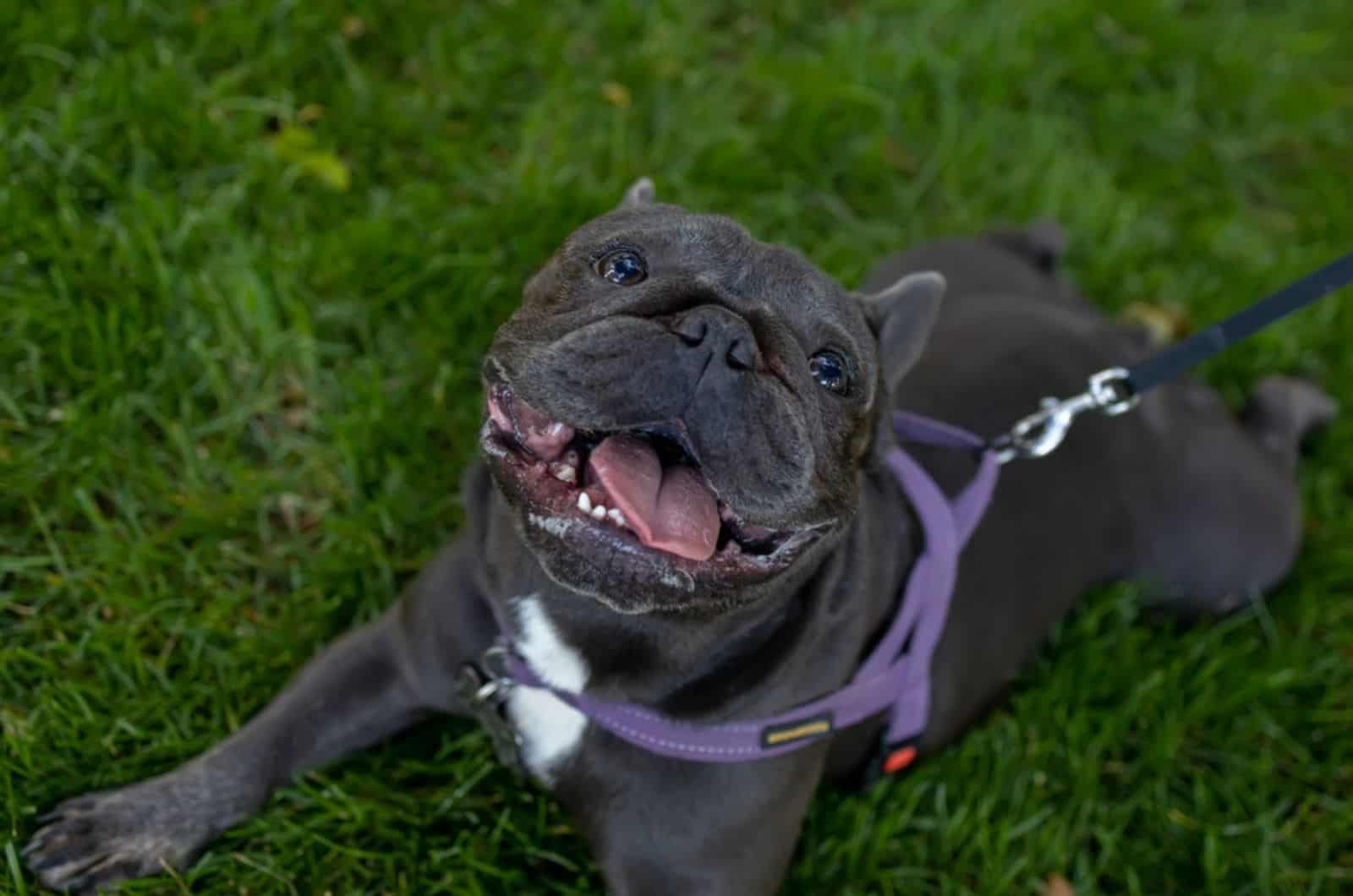 french bulldog opened its mouth and looking up