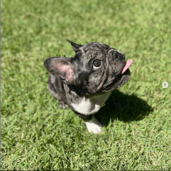 French Bulldog outside