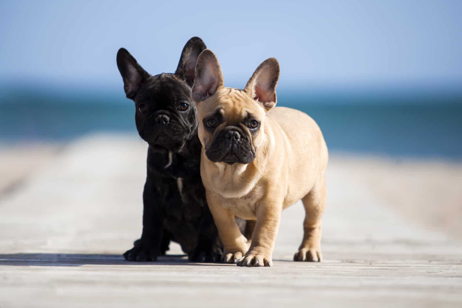 french bulldog puppies