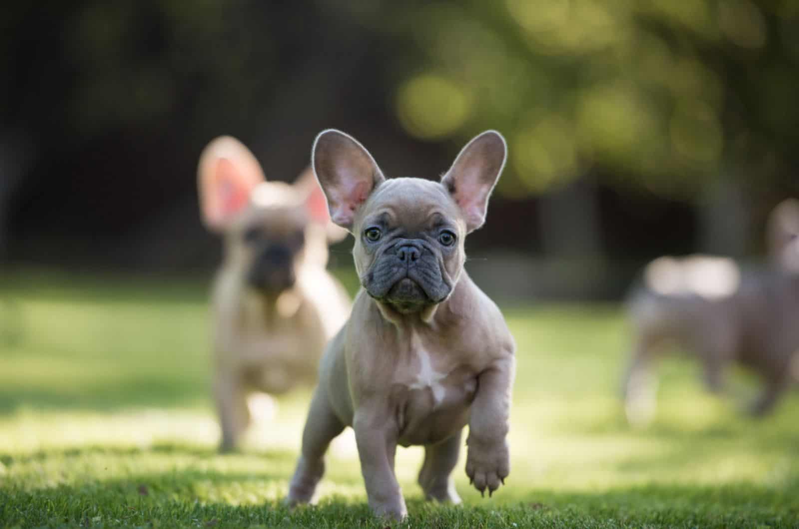 french bulldog puppy outdoors