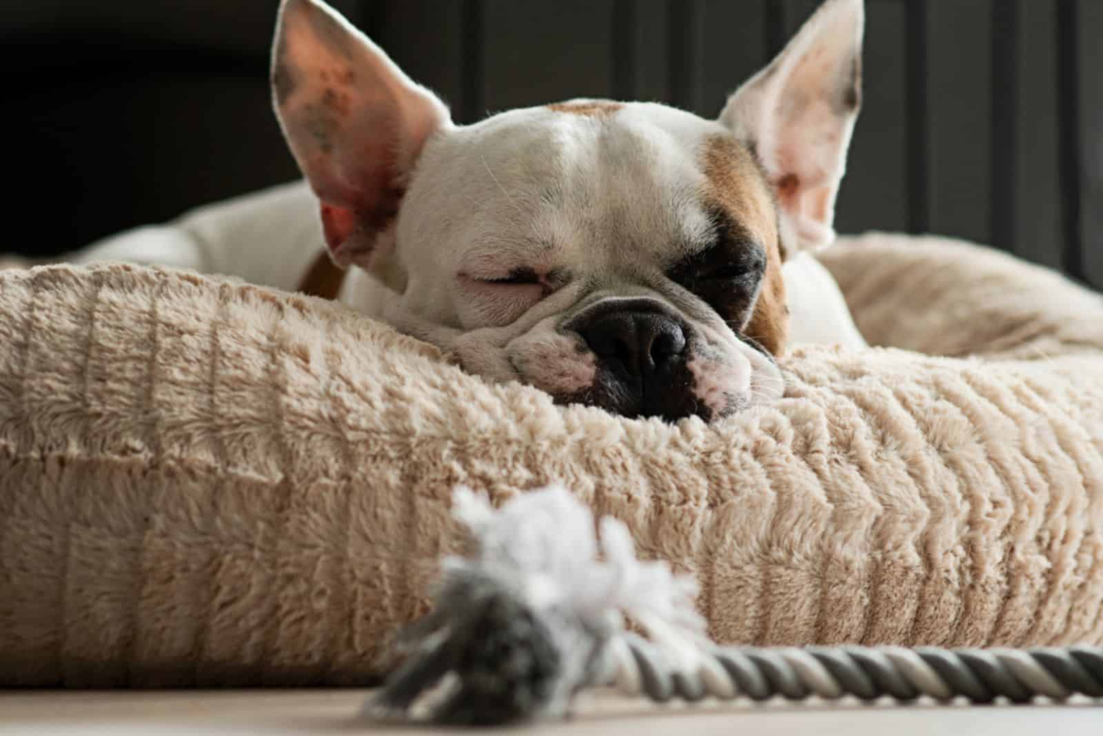 French bulldog puppy sleeping in his basket