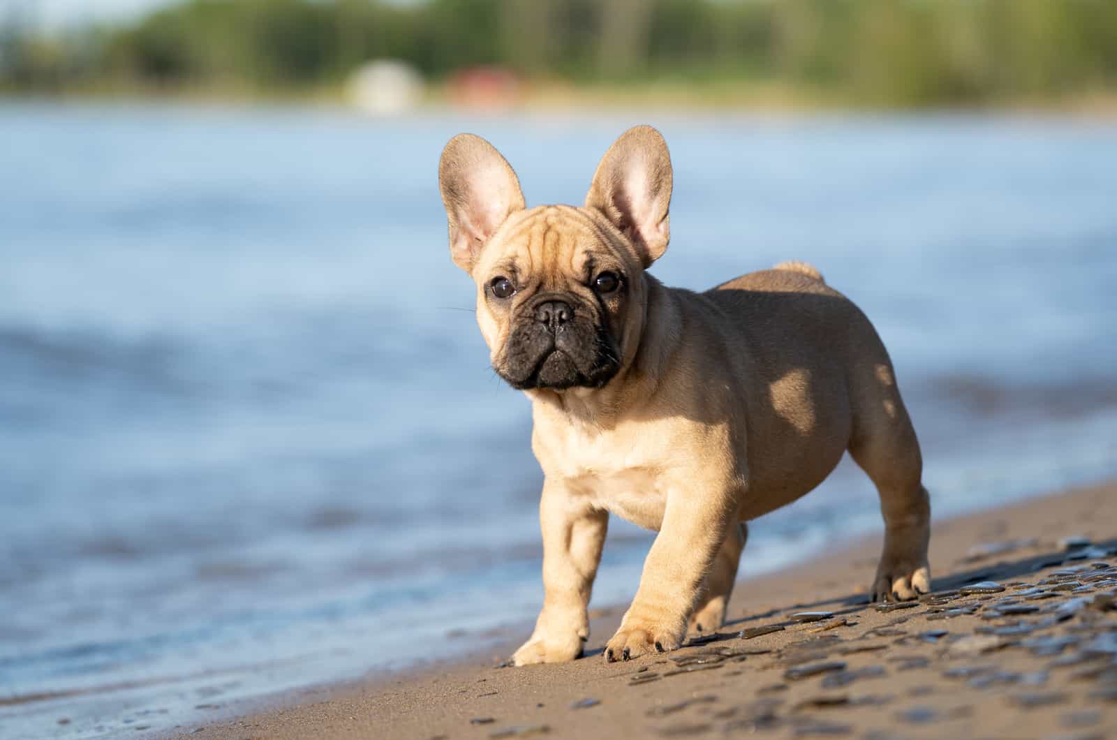 French Bulldog puppy standing on the beach