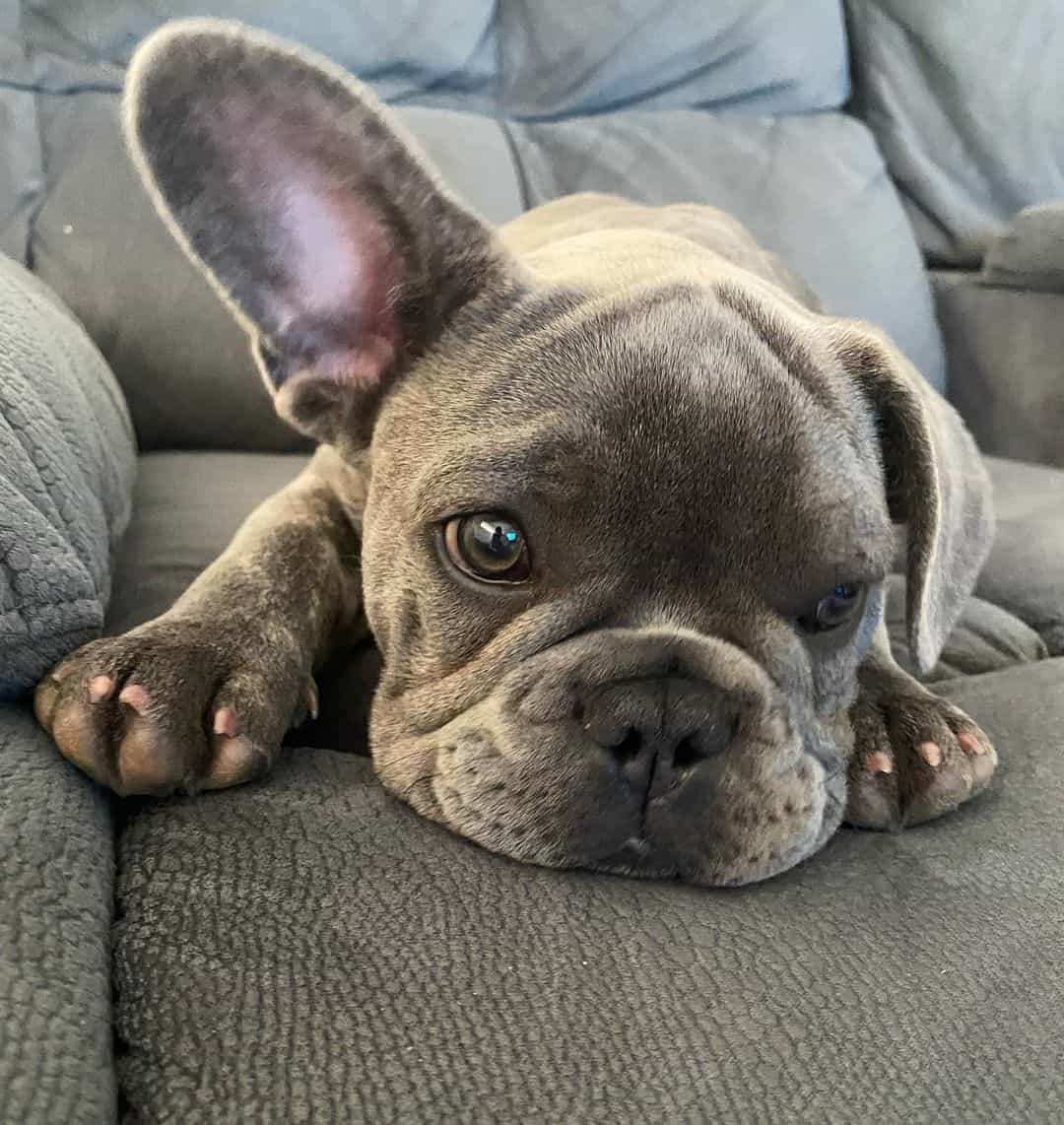 cute little French Bulldog puppy