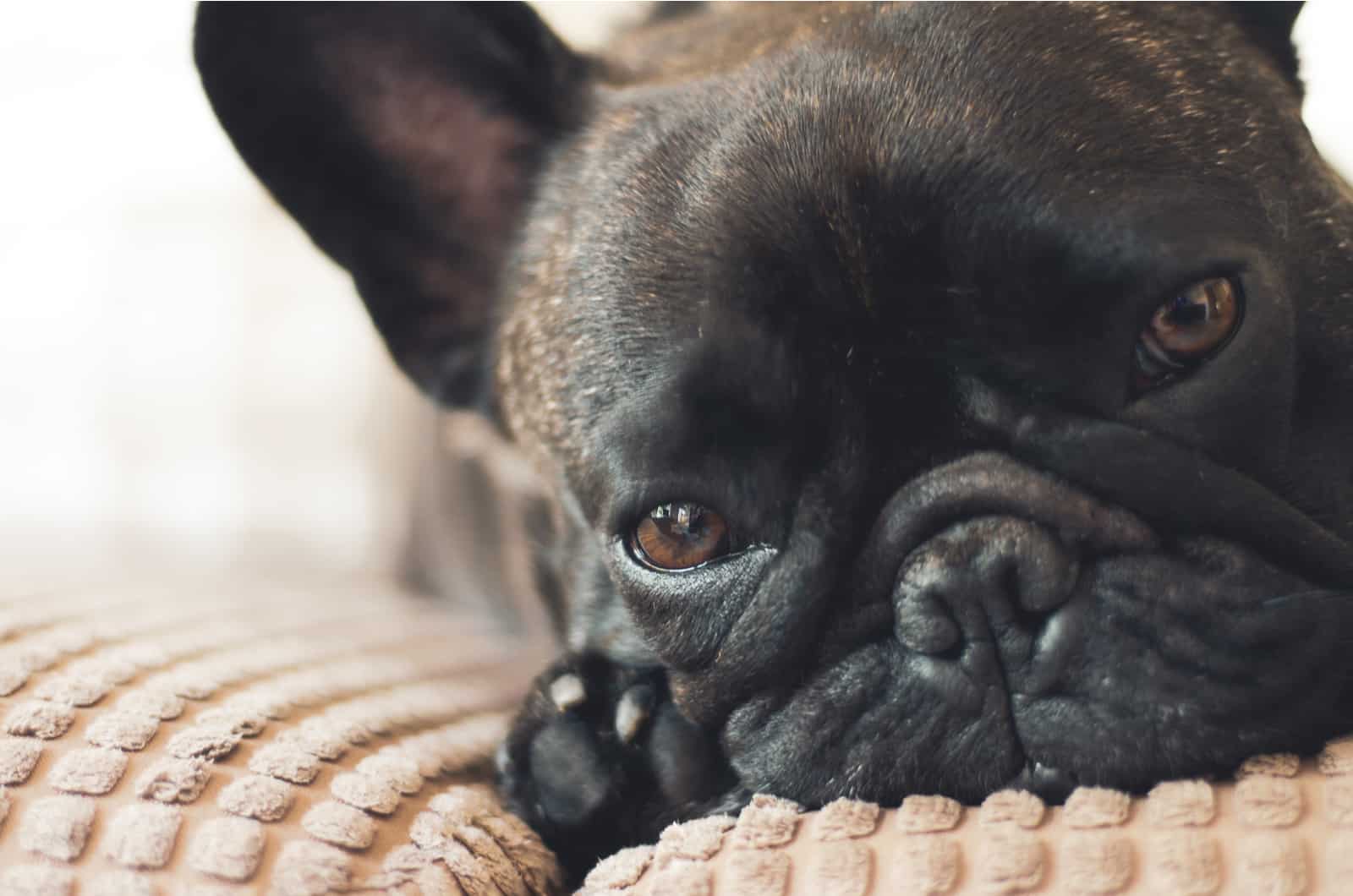 french bulldog resting on dog bed