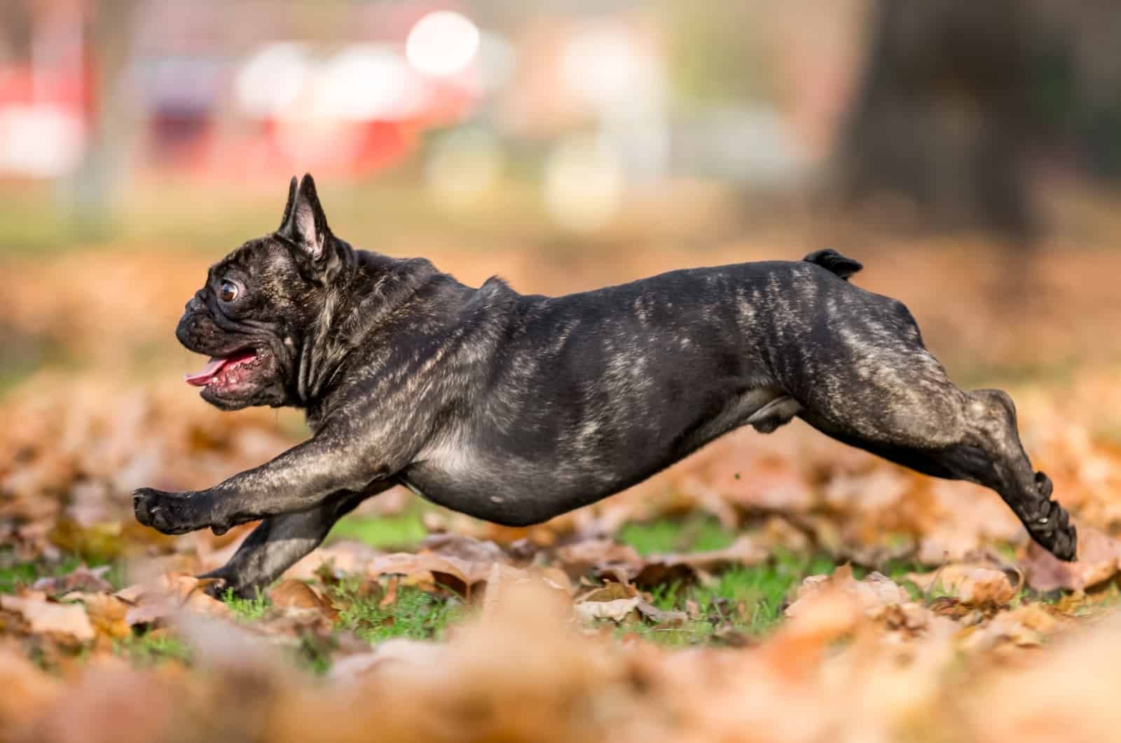 French Bulldog running outside