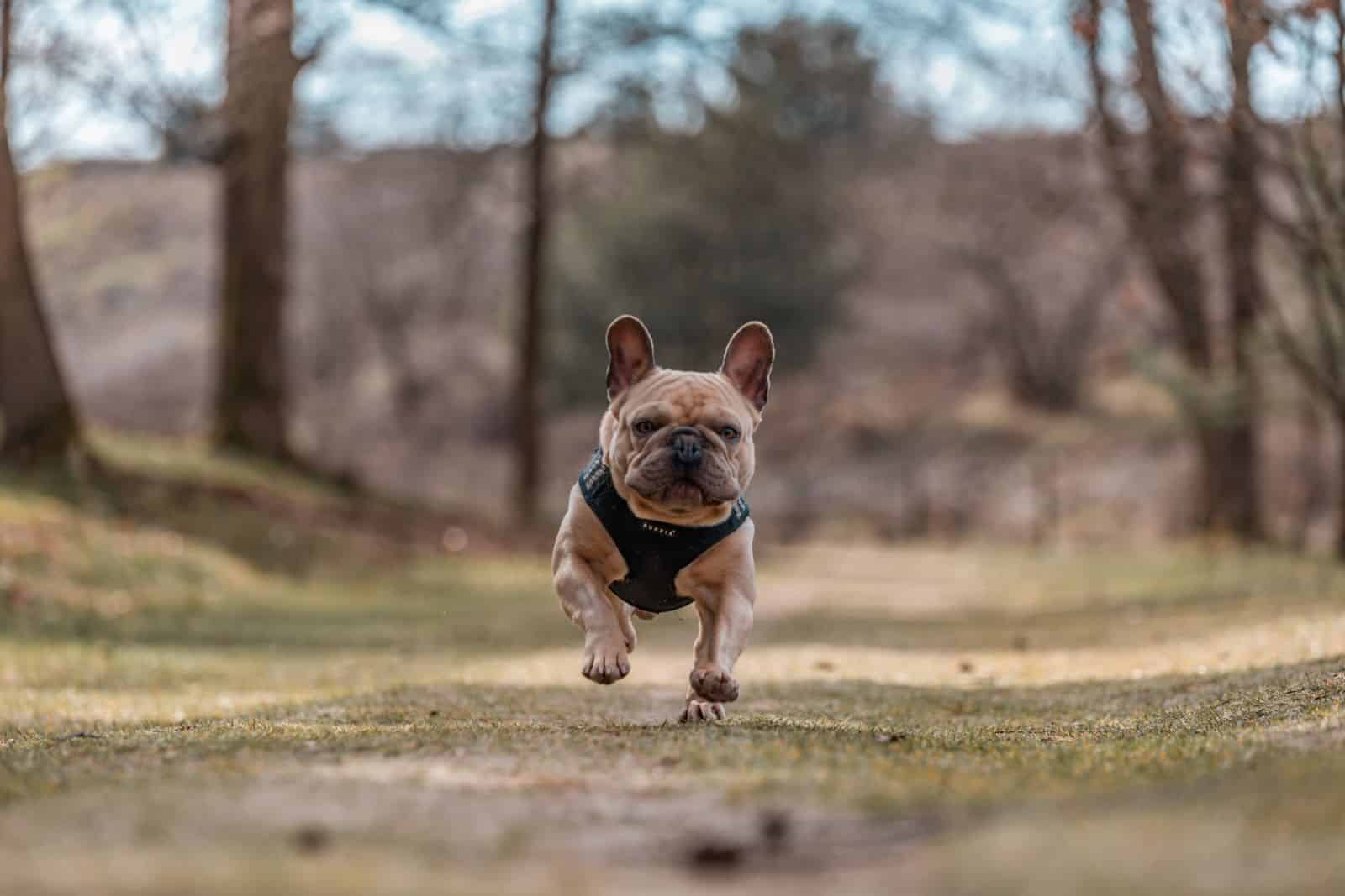 french bulldog running