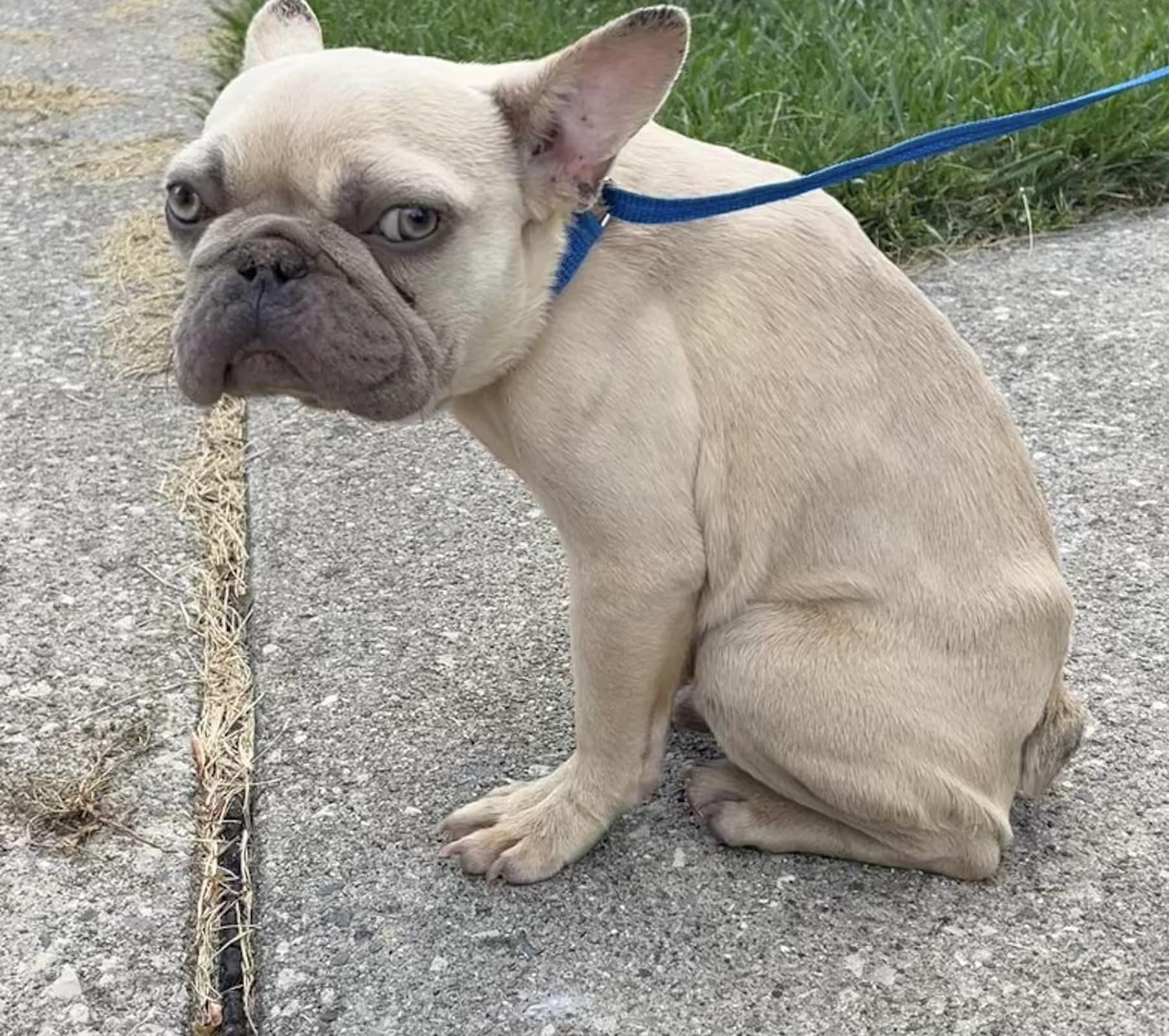 french bulldog sitting