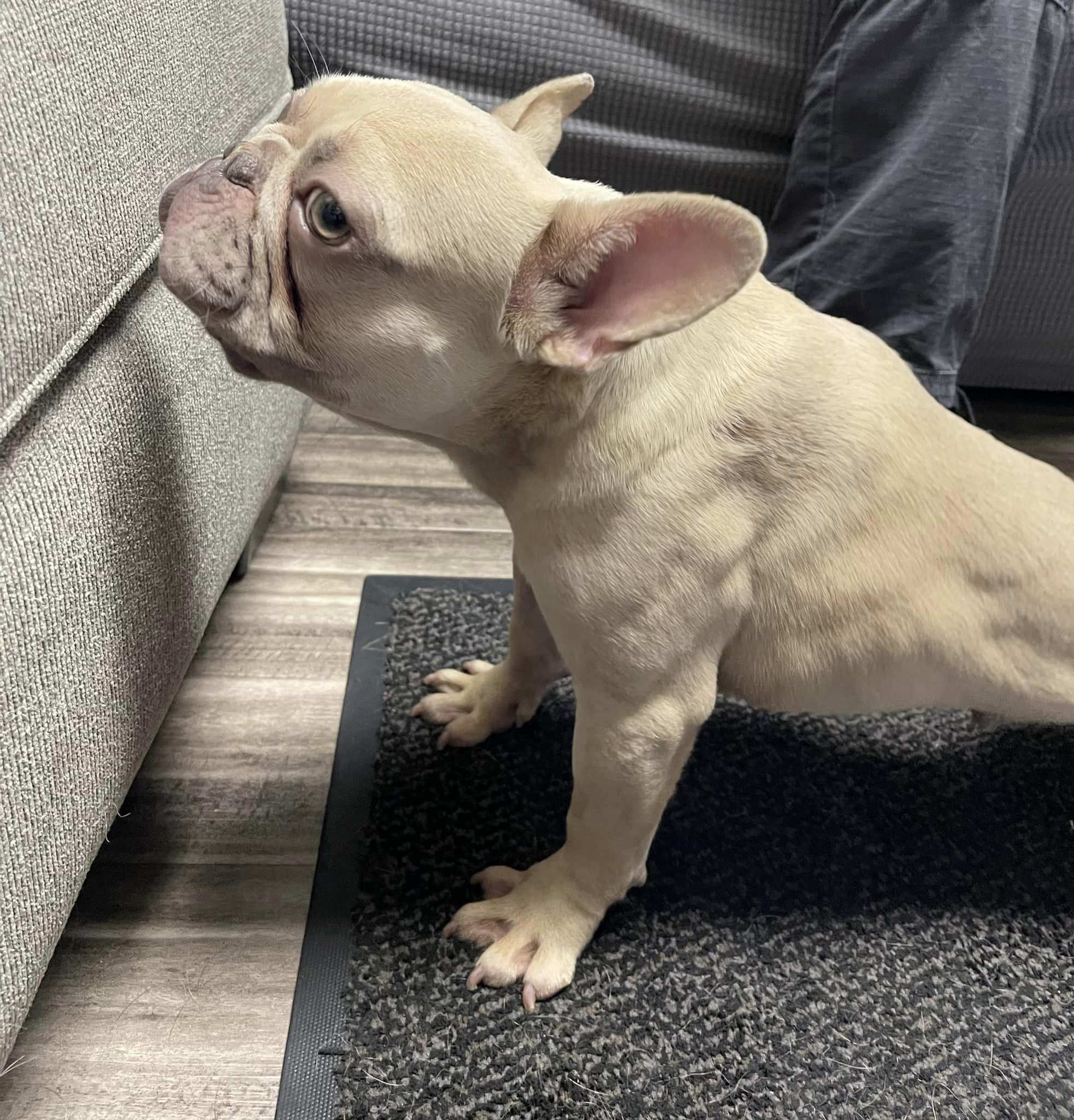 french bulldog sitting on carpet