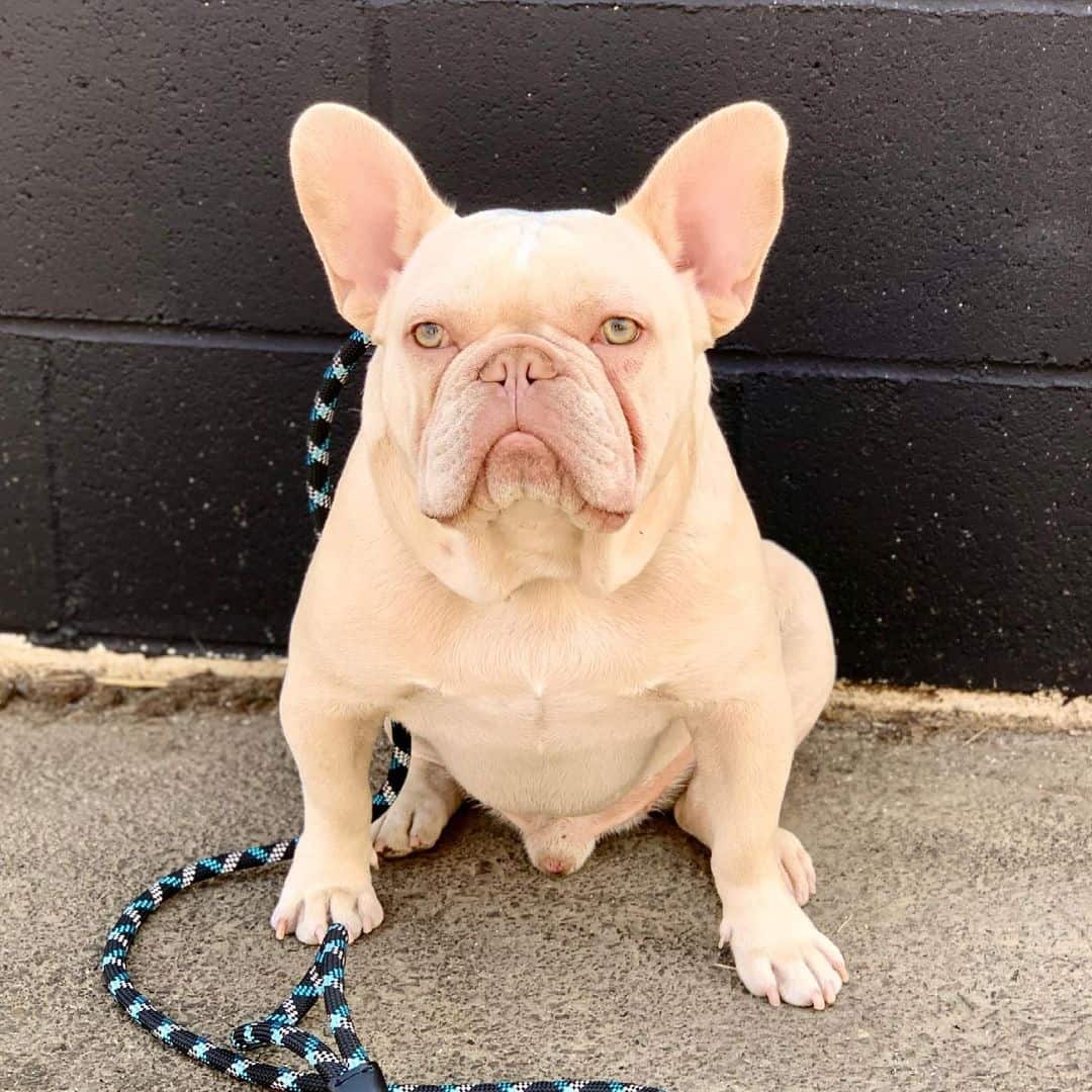 French Bulldog sitting outside