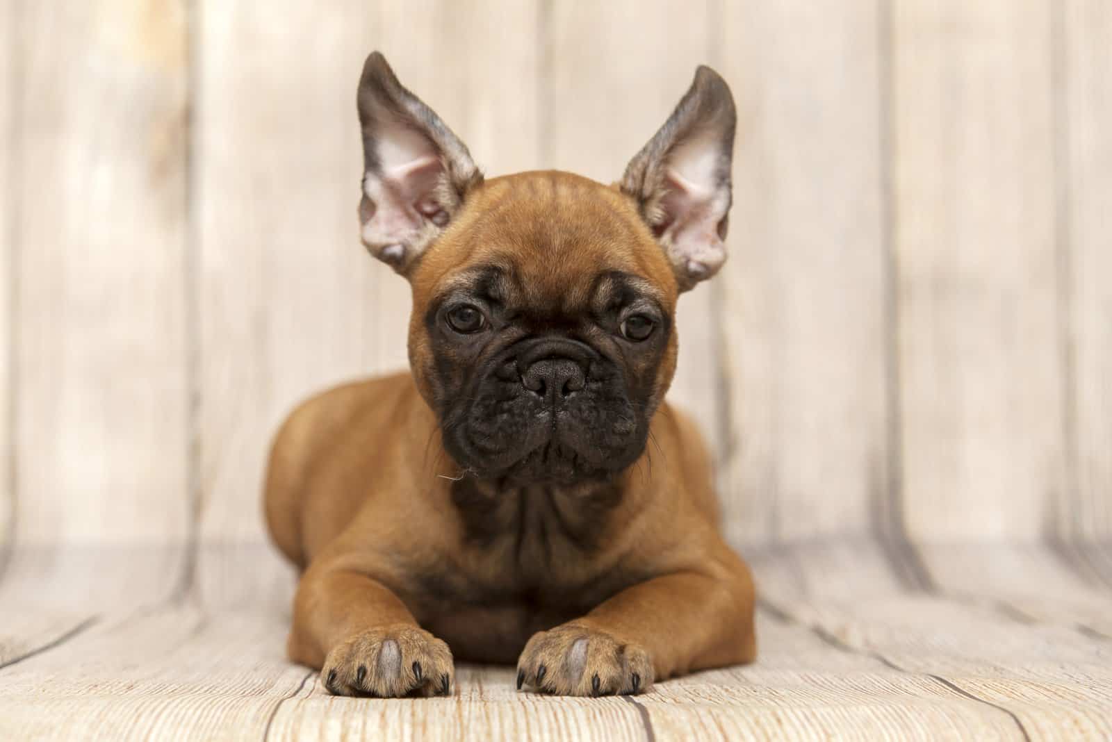 French Bulldog sitting with white background