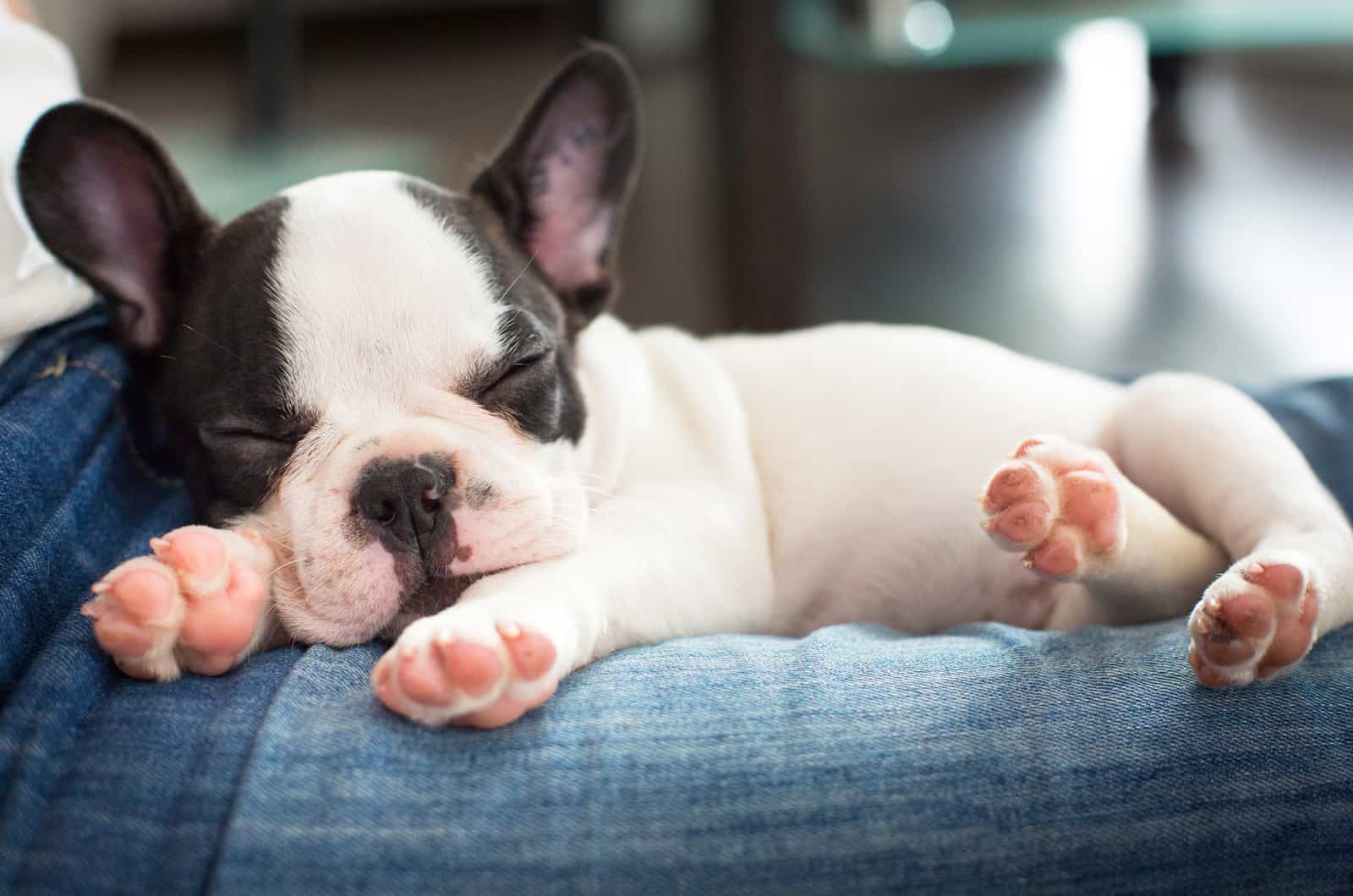 french bulldog sleeping