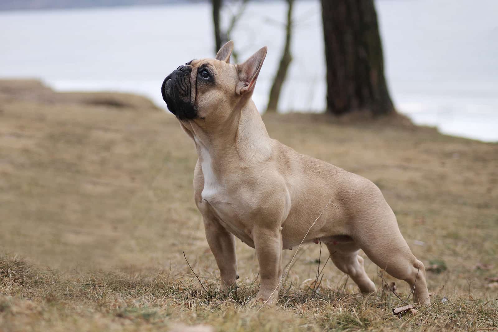 French Bulldog standing outside