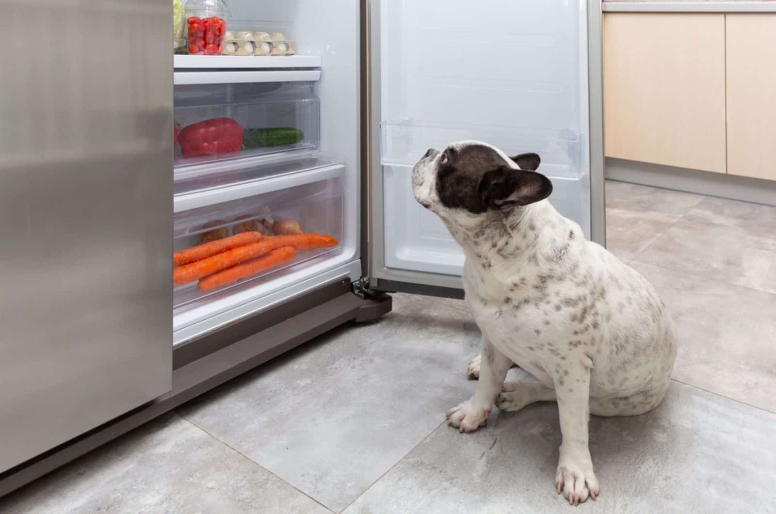 french bulldog standing under an open refrigerator looking at vegetables