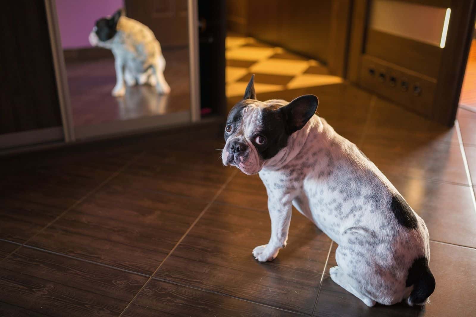 french bulldog waiting at the door looking back