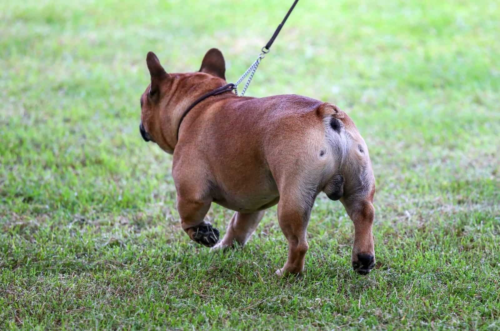 French Bulldog walking away