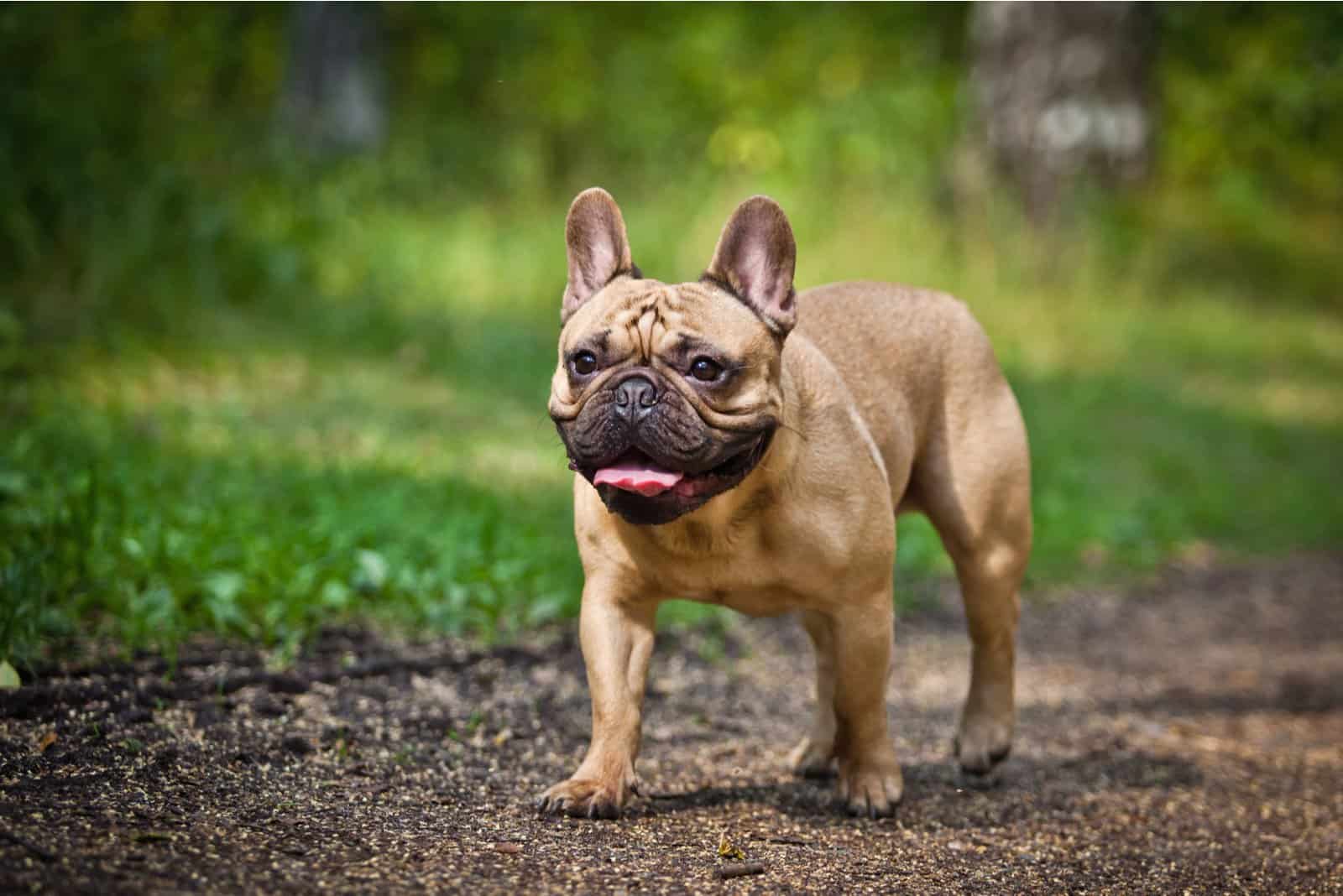 French Bulldog walking outside