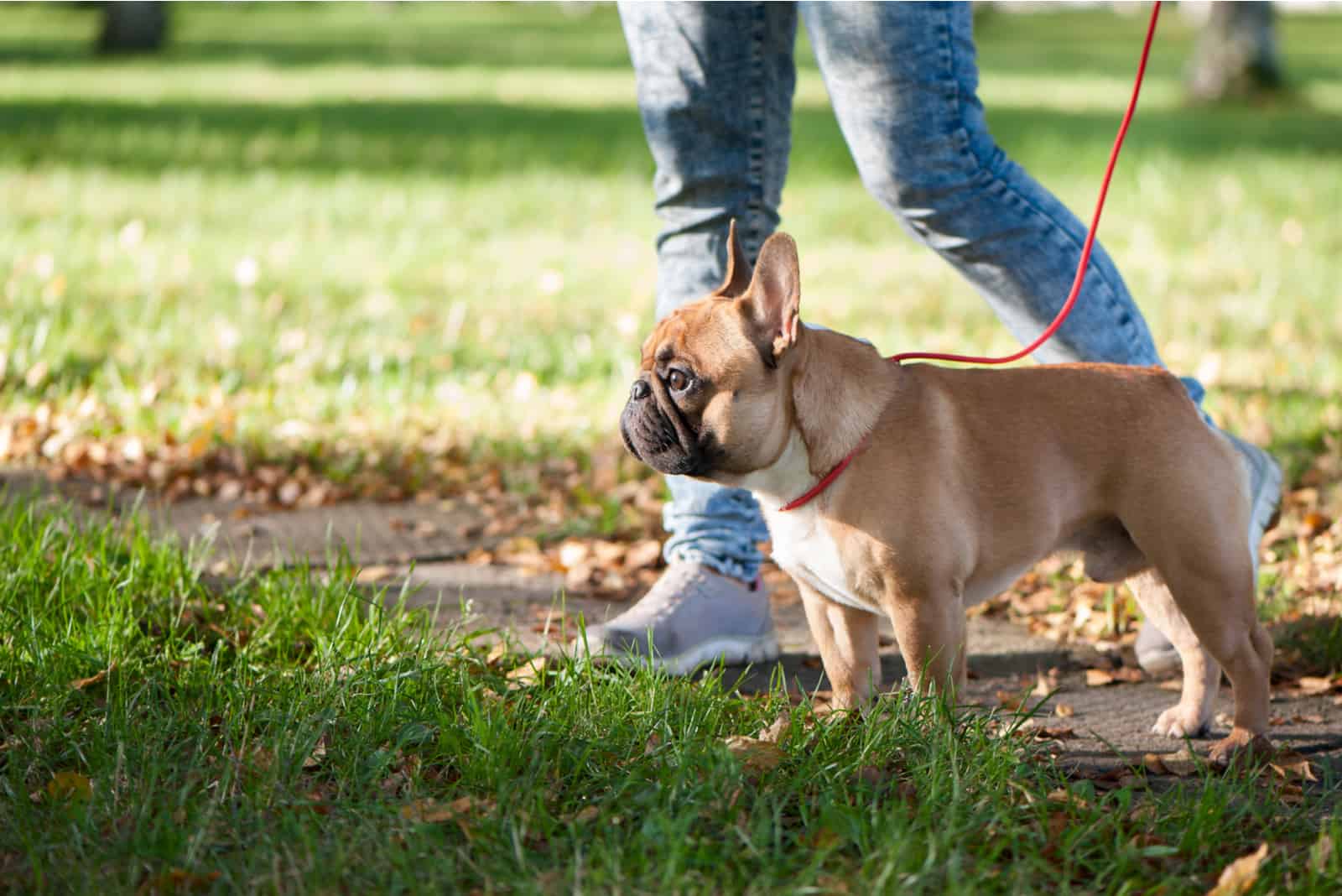 French bulldog walks in the autumn park with the owner