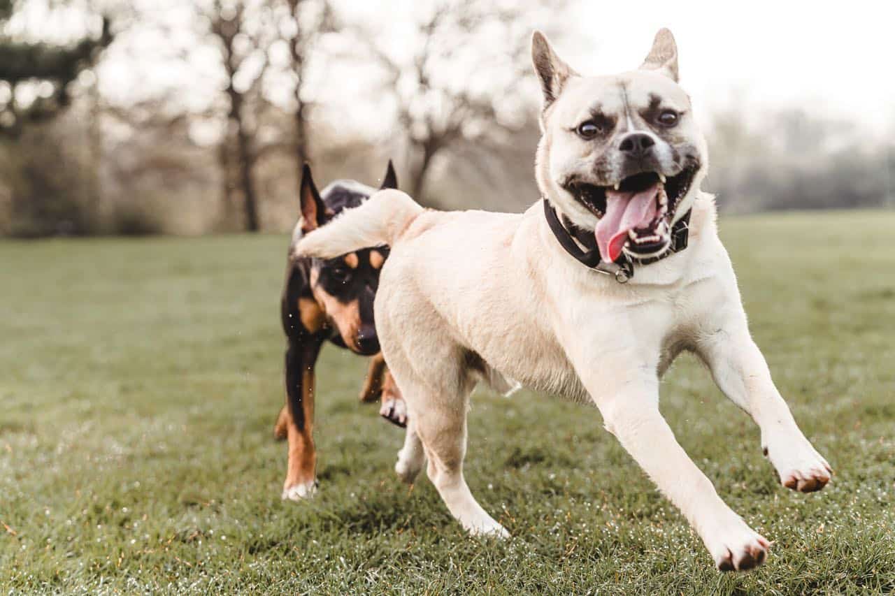 french bullsky running with other dog in the park