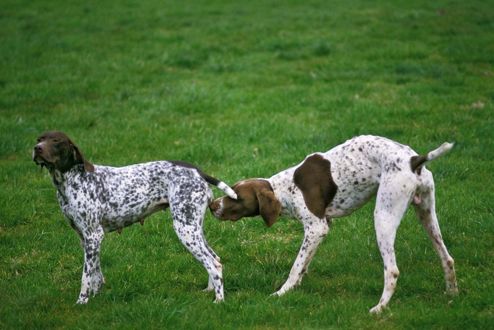 french pyrenean pointer dog male smelling a female in heat