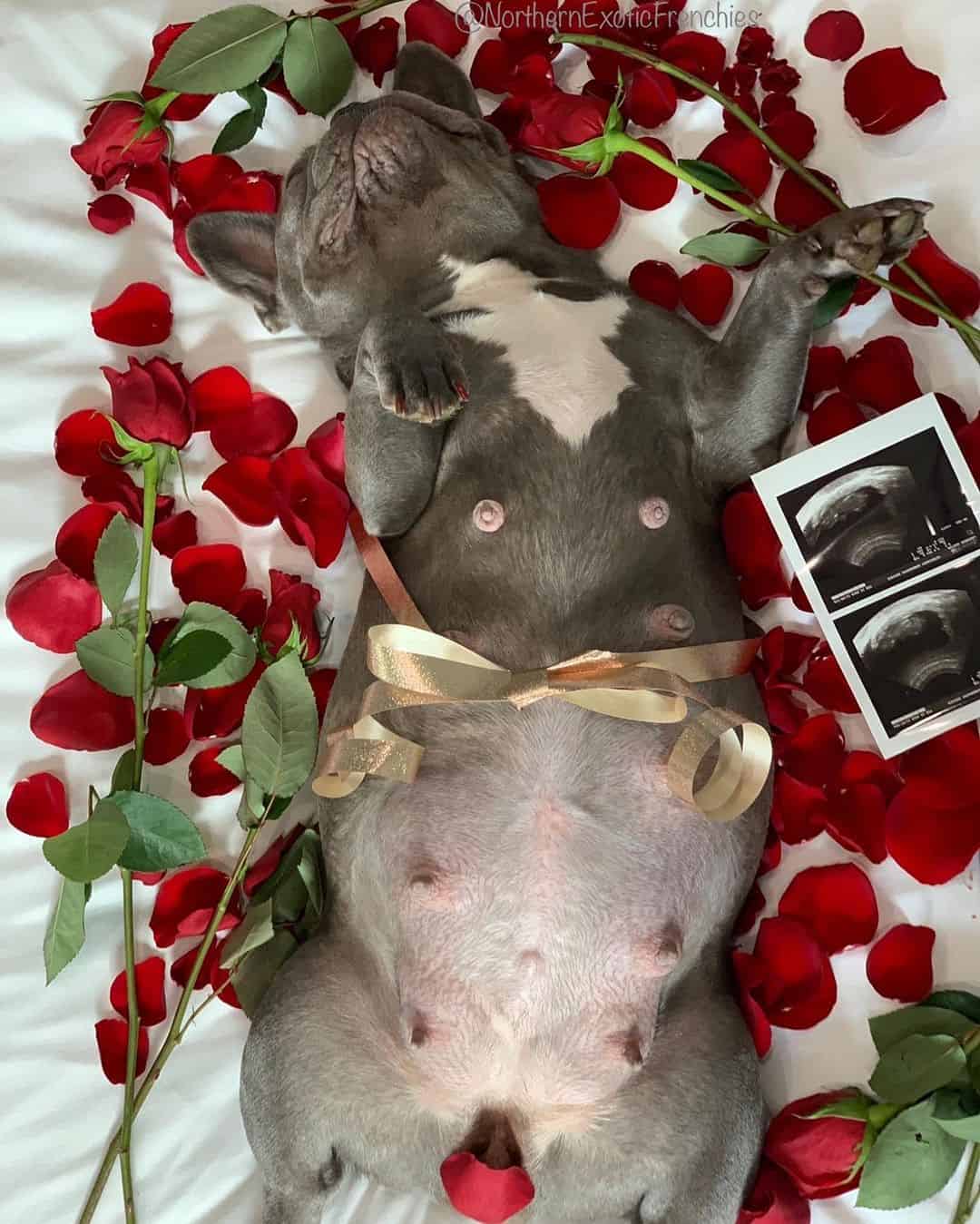 frenchie having a maternity photoshoot with roses
