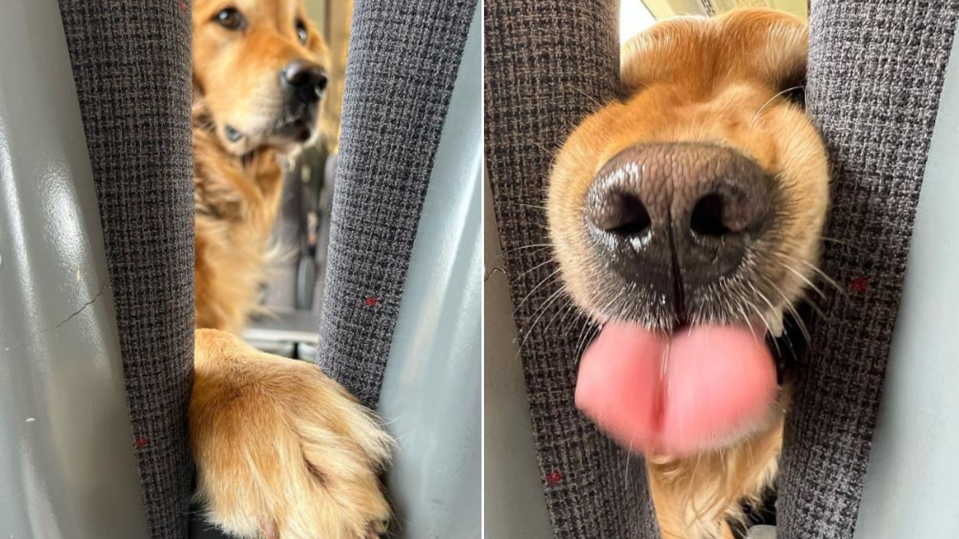 Friendly Golden Retriever Always Greets Everyone On His Train Rides