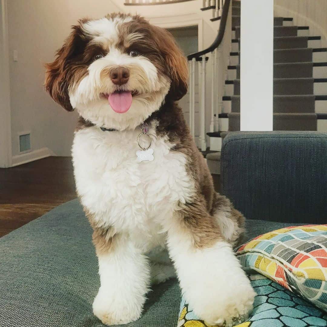 friendly mini aussiedoodle