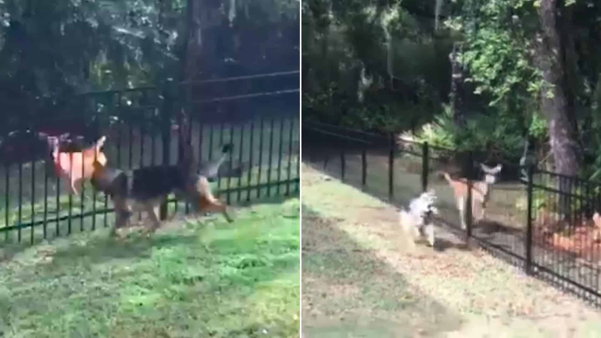 This Pawdorable German Shepherd Loves To Play Tag With An Unusual Friend