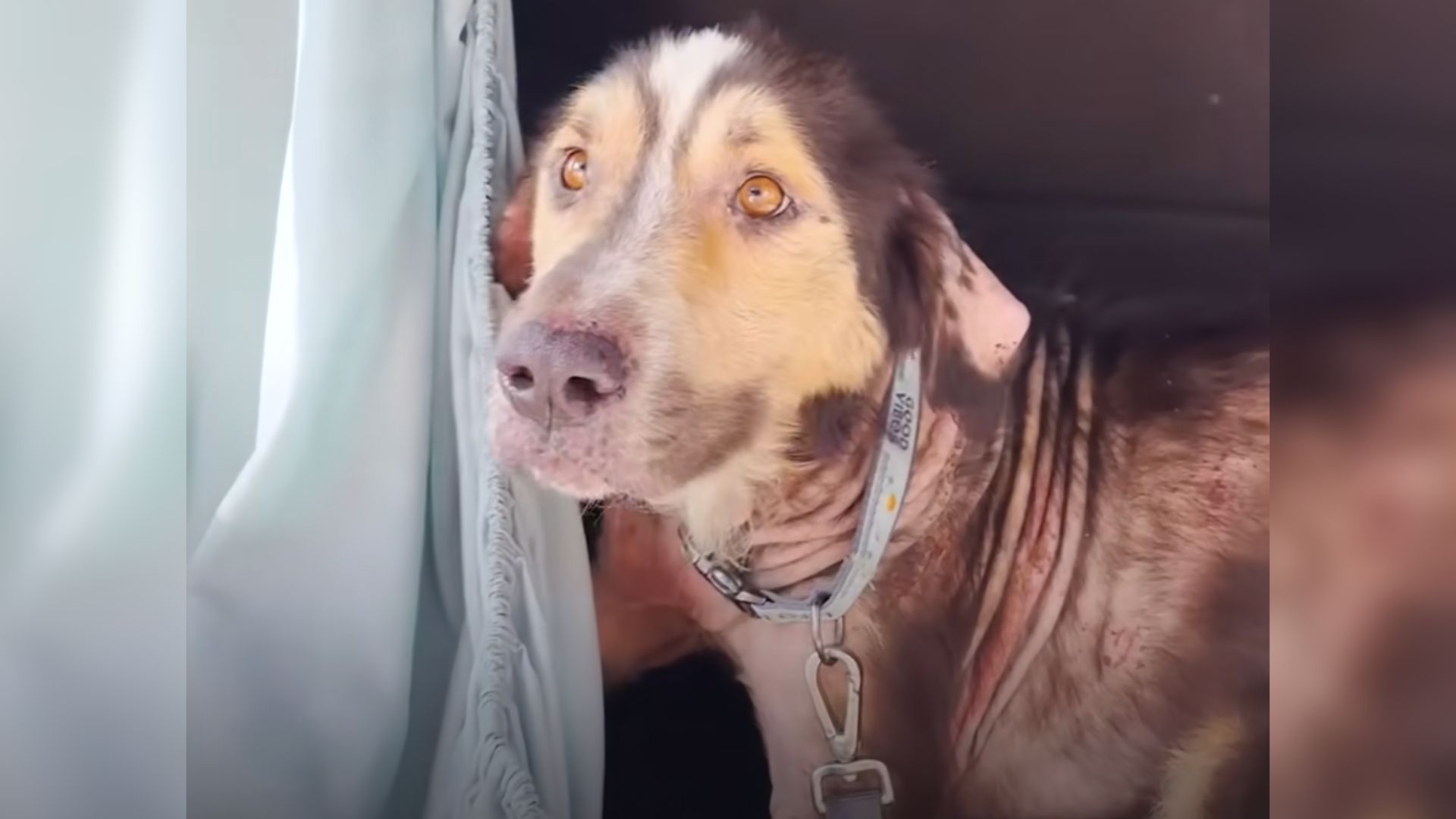 Sweet Stray Dog Jumped Into This Woman’s Car In Hopes That She Would Adopt Him