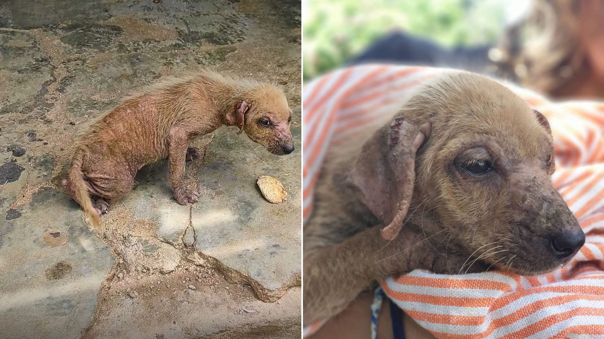 Fearful Abandoned Dog Who Experienced A Lifetime Of Neglect Transforms Into The Happiest Girl