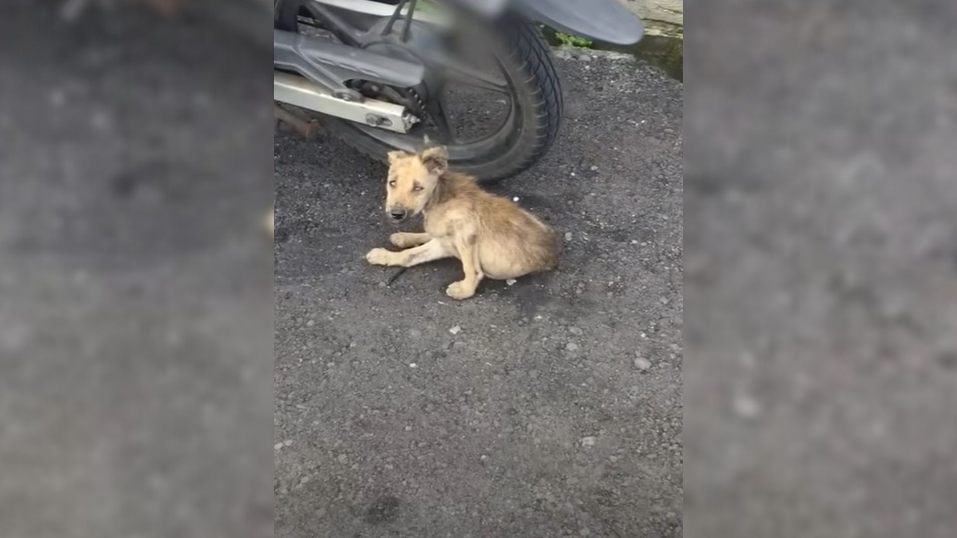 Severely Injured Puppy Left On The Side Of The Road Is A Brand New Dog Now