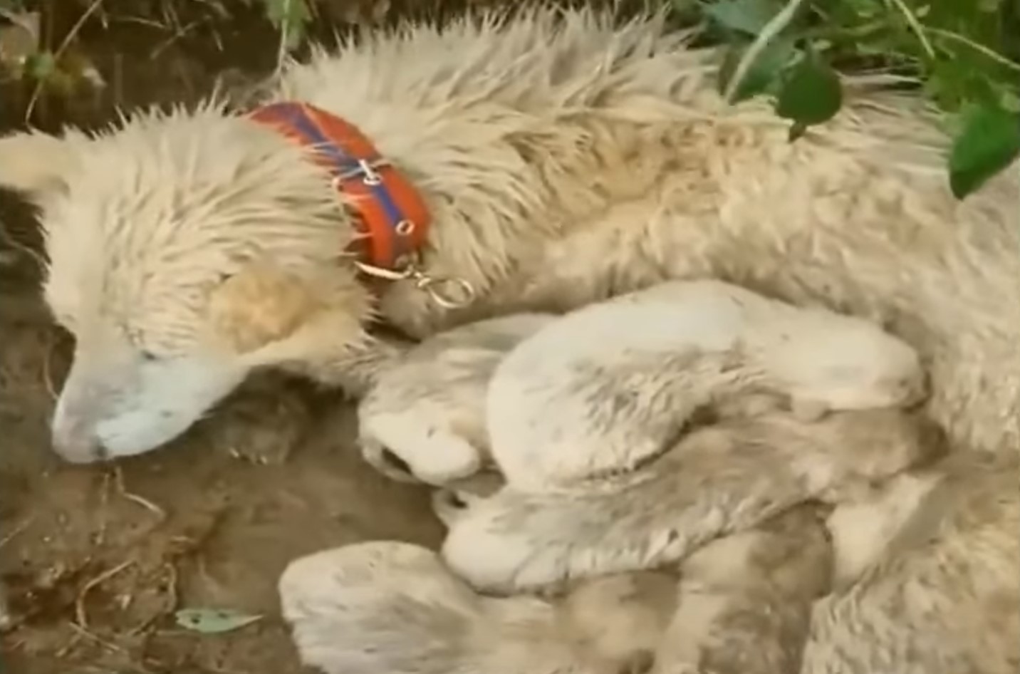 frightened dog protecting pups