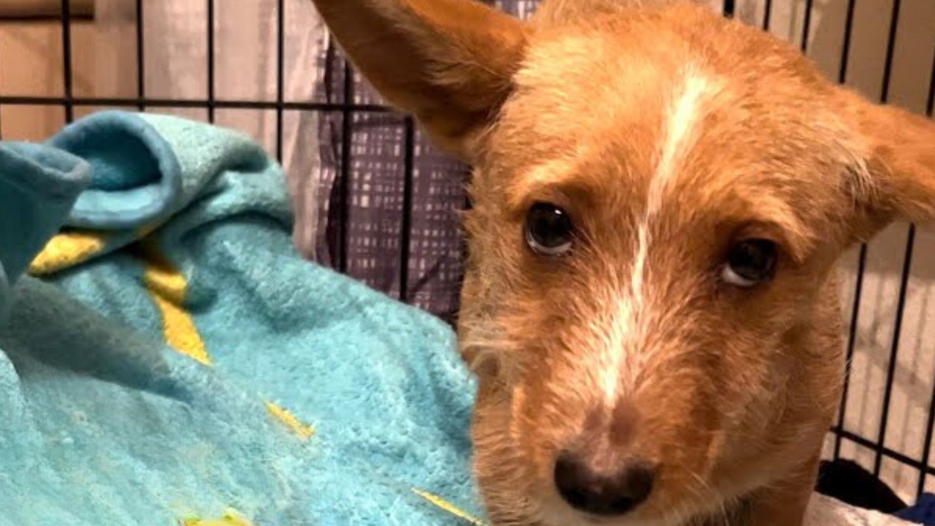 Stray Dog Was Resting In A Woman’s Backyard Until She Noticed Him And Went To Help