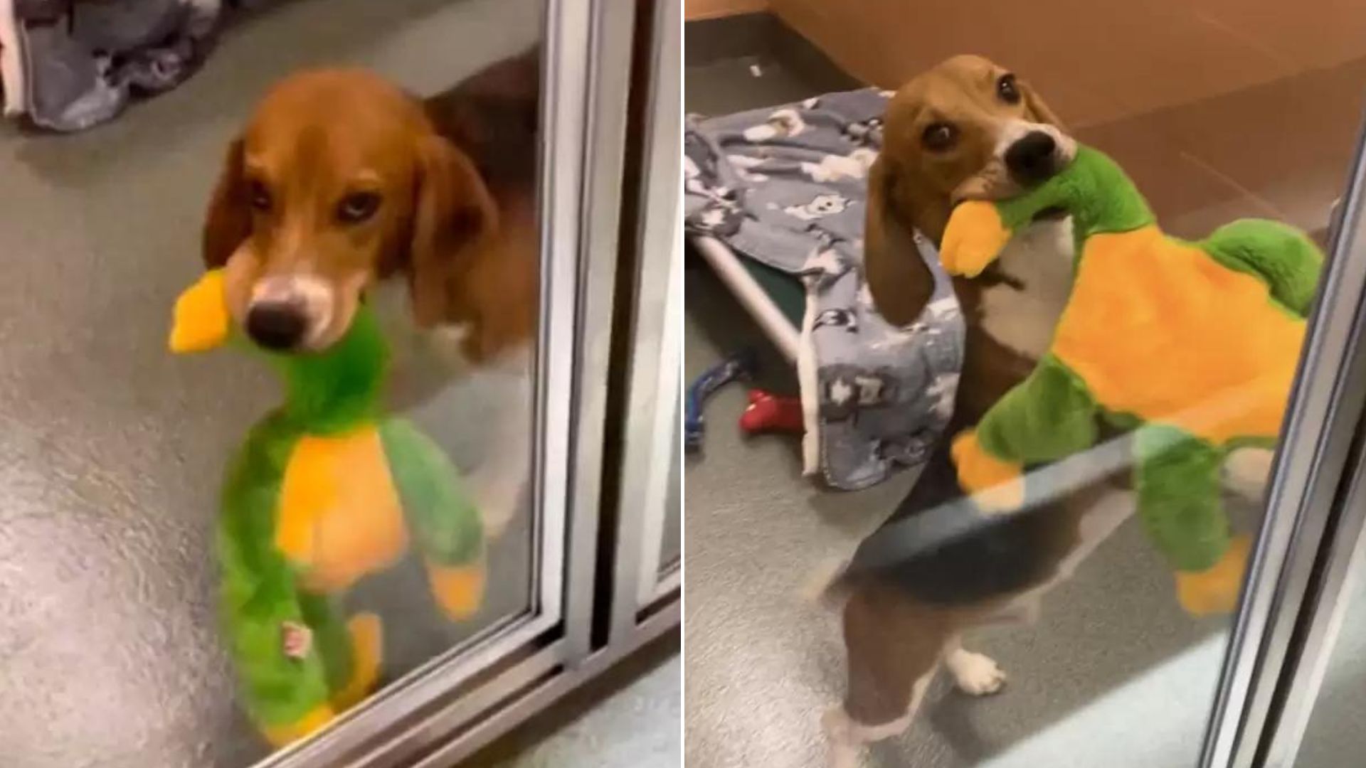 Froggy, The Rescue Beagle, Is Thrilled To Get His Very First Toy