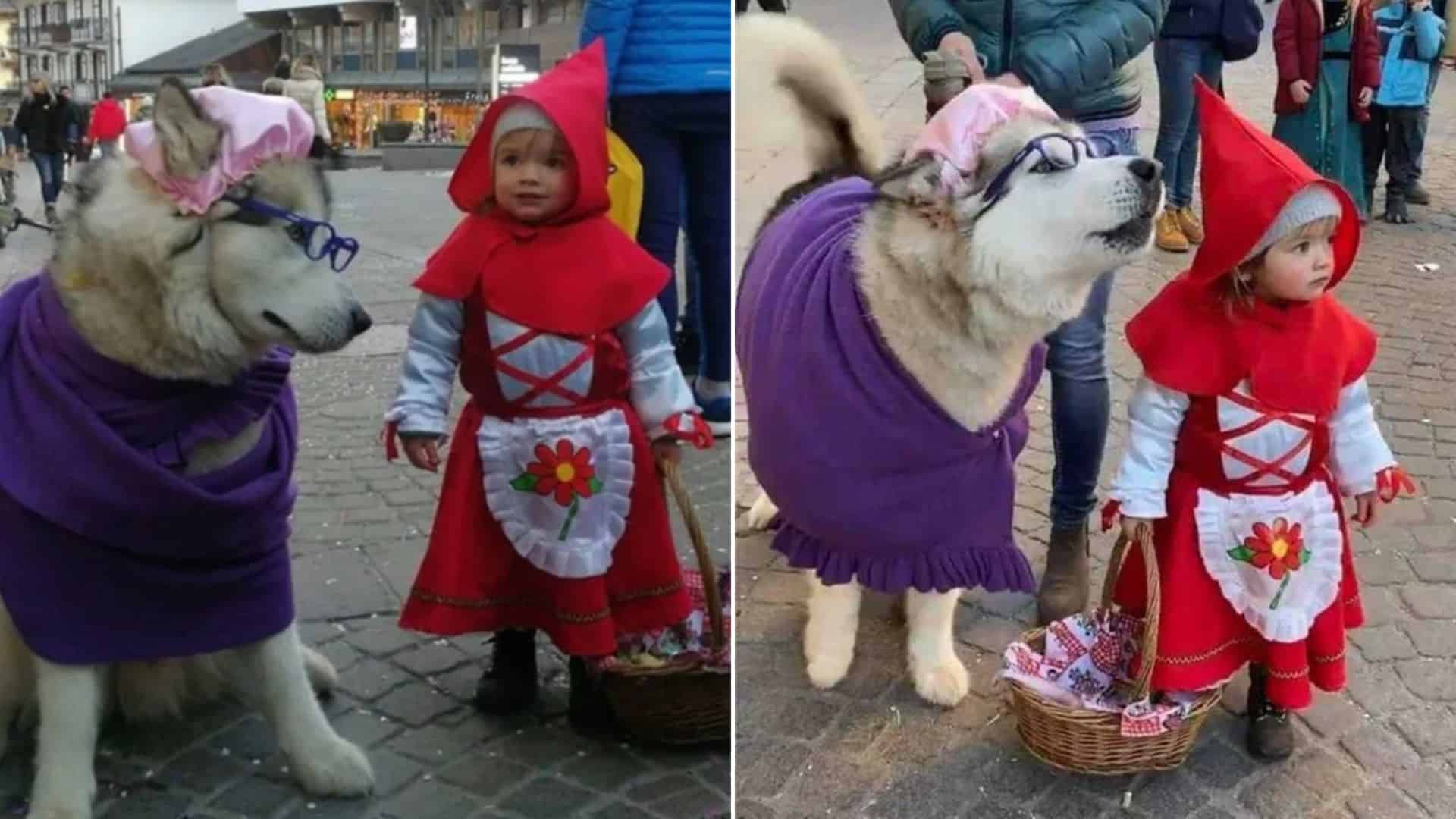 From Storybook To Reality, Little Child And Her Husky Dog Bring Little Red Riding Hood To Life