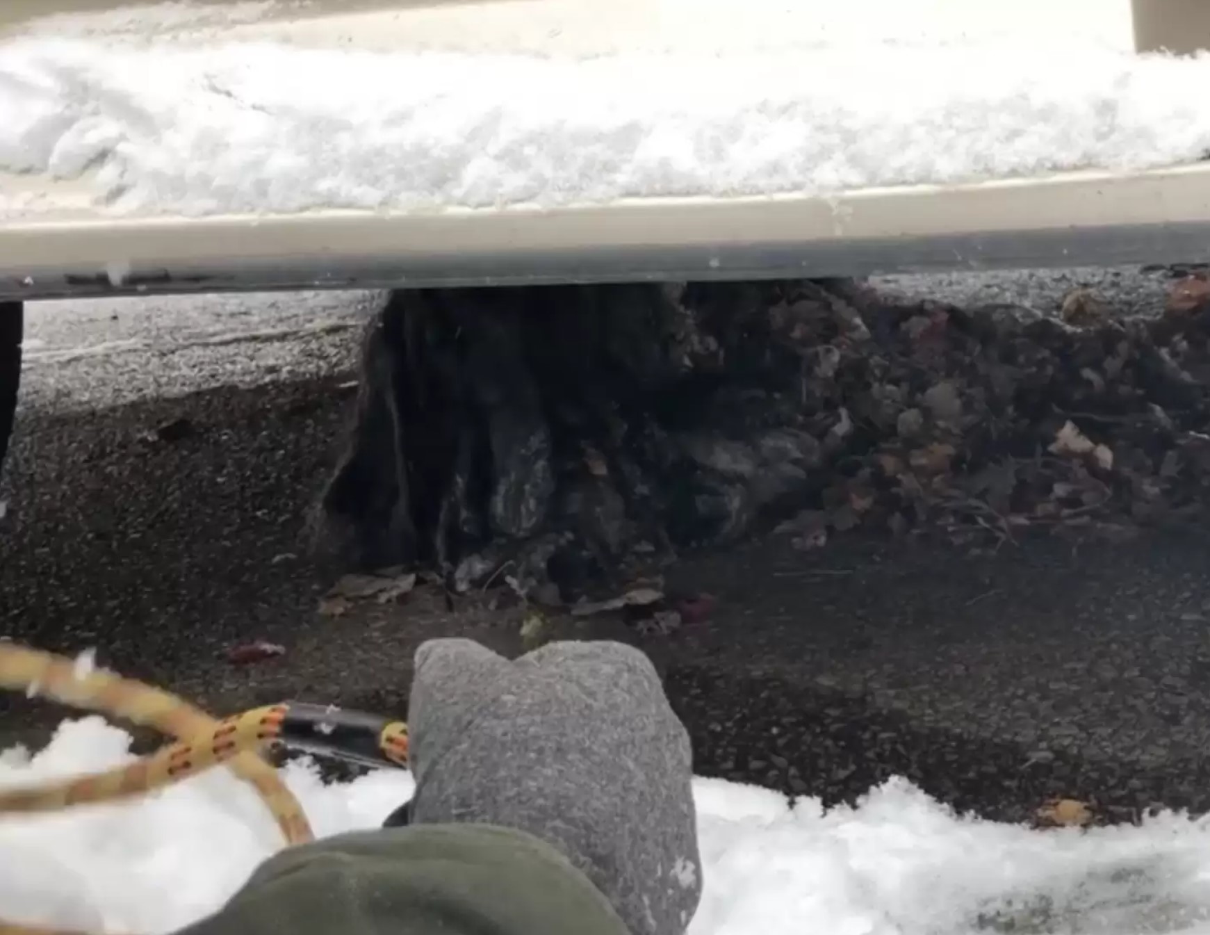 frozen animal underneath a white van