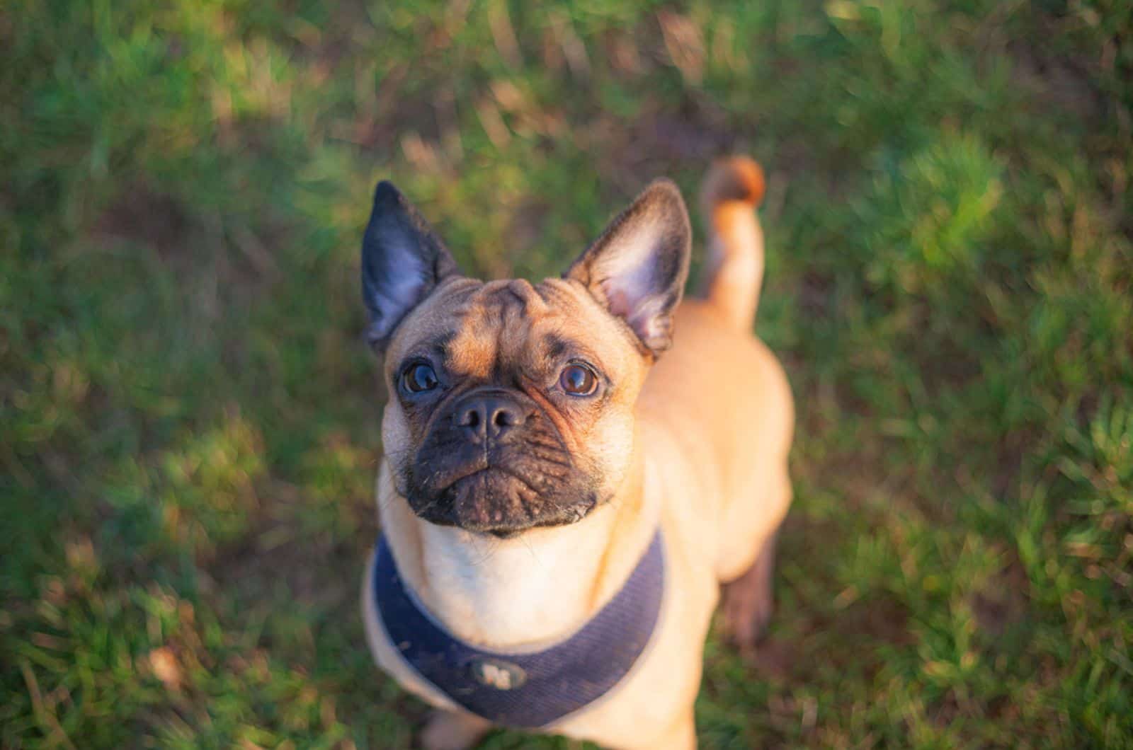 frug dog in the park